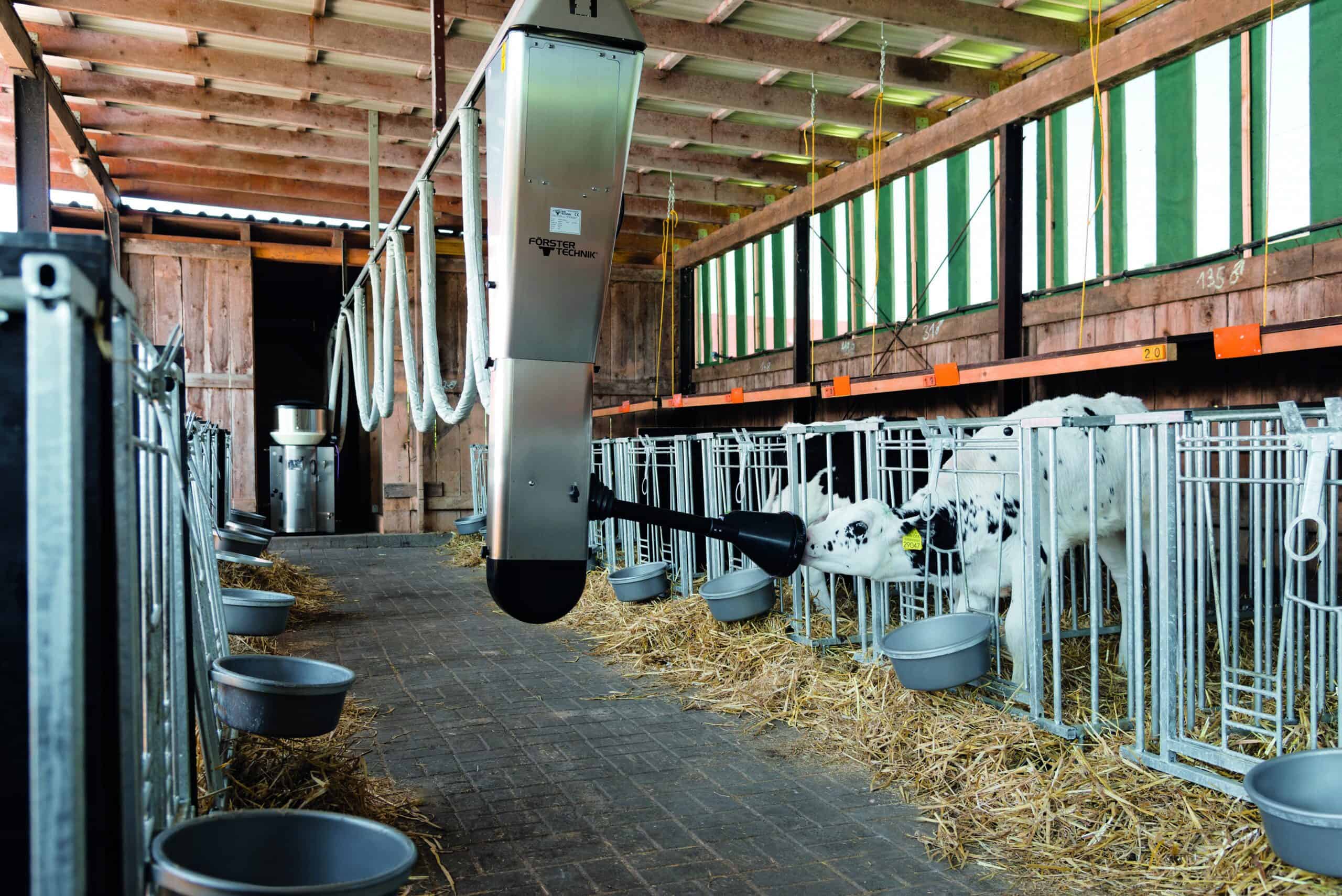 Misconceptions about Ad libitum or 40FIT Feeding Plans for Your Calves ...