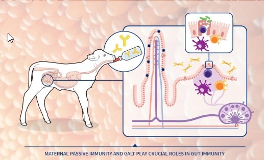 Where it all begins GI System and Immunity. Parreno et al.,2022