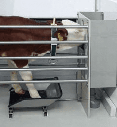 calf consuming milk at an autofeeder