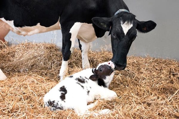 Calfblog_colostrum