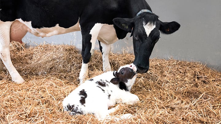 Calfblog_colostrum