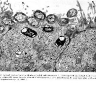 Calf immunity – Colostrum and the calf’s gastrointestinal development ...