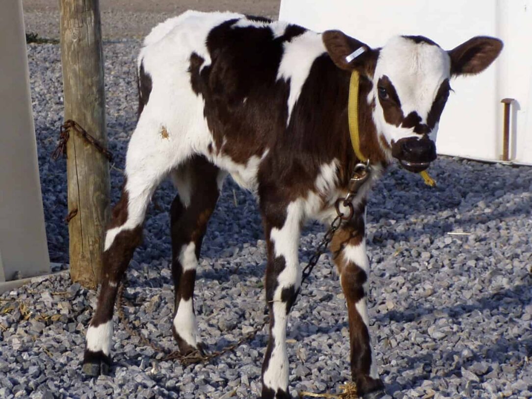 calfblog_calves