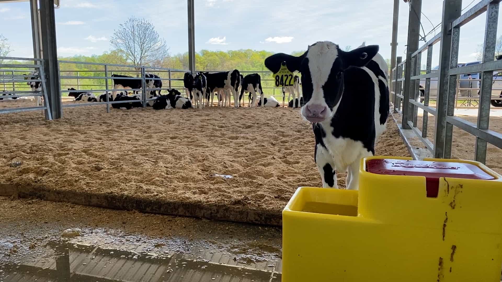 Weaning calves successfully! CalfBlog